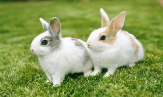 兔子更喜欢吃什么（兔子更喜欢吃什么牧草还是胡萝卜）