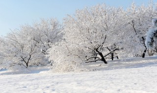 大雪节气吃什么（大雪节气吃什么美食）