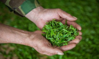 四大名茶之一的龙井茶产地是（四大名茶之一的龙井茶产地是浙江杭州）