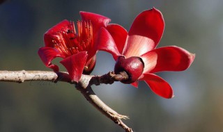 木棉花和攀枝花是一种花吗（木棉花和攀枝花是一种花吗）