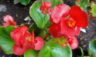 世界上有毒的花都有哪些（世界上有毒的花都有哪些名字）