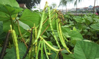 绿豆的种植方法步骤小学生 绿豆的种植技术