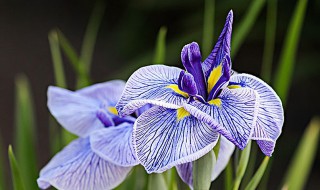 鸢尾花隐藏花语 鸢尾花隐藏花语是什么