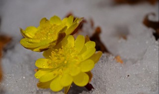 冰凌花泡水喝的功效 冰凌花泡水喝的功效和作用