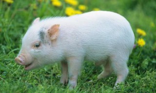 猪是怎么叫的 猪是怎么叫的怎么形容