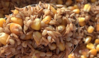 谷麦窝料的做法和配方 谷麦窝料的做法和配方是什么