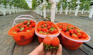 大棚立体草莓种植槽 大棚立体草莓种植槽种植技术