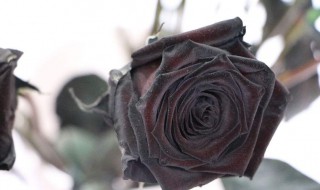 黑玫瑰花语及代表意义