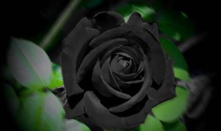 黑玫瑰的花语是什么（厄瓜多尔黑玫瑰的花语是什么）