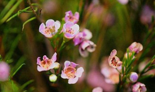 澳洲腊梅花语（澳洲腊梅花语放家里好吗）