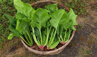 家庭菠菜的种植方法 菠菜家庭种植技术