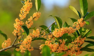 桂花柠檬膏怎么做（桂花柠檬膏有什么功效）