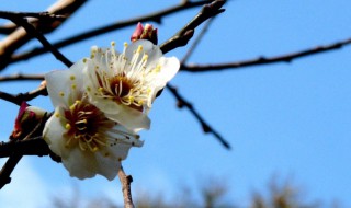 白梅花有什么寓意 白梅花代表什么象征意义