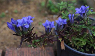 龙胆花寓意 龙胆花的花语和寓意