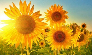 太阳花的寓意和花语是什么（太阳花的花语?）