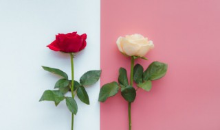 白玫瑰和红玫瑰的寓意 白玫瑰和红玫瑰的寓意和花语是什么