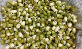 自发黄豆芽的方法 自发黄豆芽的做法 家庭窍门