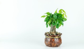 发财树浇水的正确方法是啥 原来发财树要这样浇水,怪不得以前都养死了!