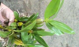 鼓槌石斛怎样养的壮阳 鼓槌石斛怎样养的壮