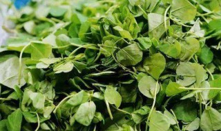 吃野菜需要注意什么