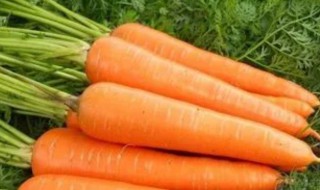 胡萝卜属于碳水还是蔬菜（胡萝卜属于碳水还是蔬菜散步属于有氧运动吗）