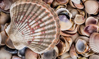 贝壳类海鲜的营养价值和保存方法（贝壳类海鲜如何保存）