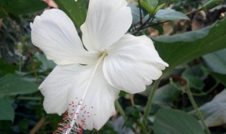 白色木槿花的花语（白色木槿花的花语和象征意义）