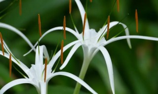 水鬼蕉花语（水鬼蕉的花）