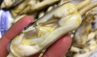 死了一天的蛏子还能吃吗 死了一天的蛏子还能吃吗视频