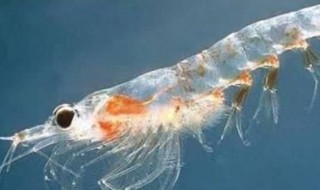 人可以吃磷虾干吗 人吃的磷虾干可以喂鱼吗