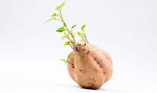 发芽的红薯能吃吗 发芽的红薯能吃吗?吃有什么好处?