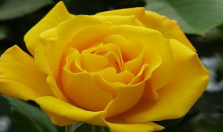 送黄玫瑰是什么意思（男人送女人黄玫瑰的花语）