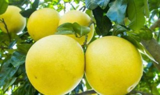 柚子属于寒性水果吗 柚子属于寒性水果吗为什么