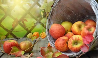 秋天有哪些水果成熟 秋天有哪些水果成熟了比喻句