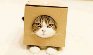 为什么猫咪能像液体一样缩在盒子里（猫咪为什么能象液体一样缩在小合子里）