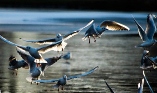 群鸟飞过湖面的动态描写（群鸟飞过湖面的动态描写100字）