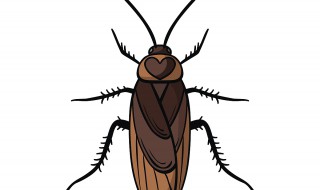 蟑螂是怎么来的 蟑螂是怎么来的有毒吗