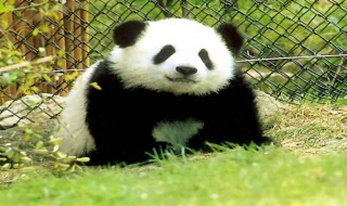 熊猫的知识资料大全 熊猫的知识资料大全 百科知识