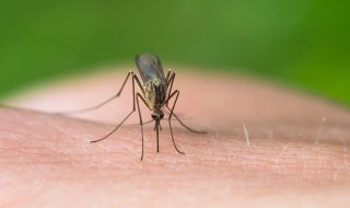 被蚊子叮咬以后为什么会感觉痒 被蚊子叮咬后为啥会痒