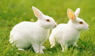 兔子的资料 兔子的资料秒懂百科