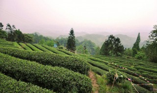 茶叶的产地 茶叶的产地多分布于干湿地区