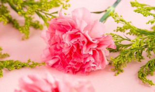 粉色康乃馨的花语 粉色康乃馨的花语和寓意