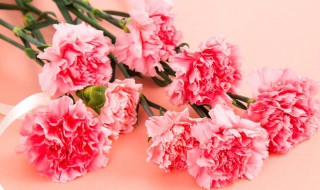 粉色康乃馨的花语和寓意 粉色康乃馨的花语和寓意是什么花