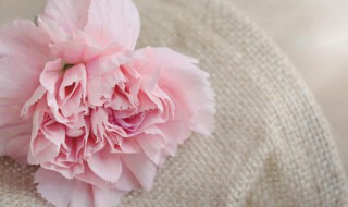 粉康乃馨的花语 粉康乃馨的花语和寓意