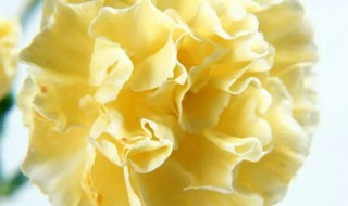 黄色康乃馨的花语 黄色康乃馨的花语和寓意是什么