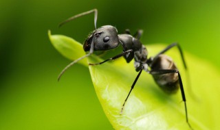 灭蚂蚁的最简单方法 灭蚂蚁的最简单方法家里有蚂蚁黑色飞蚂蚁什么样