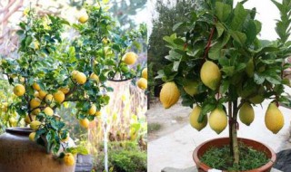 盆栽柠檬树的养殖方法和注意事项（盆栽柠檬树的养殖方法和注意事项多长时间浇水一次）