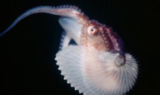 船蛸是什么（船蛸是什么目）