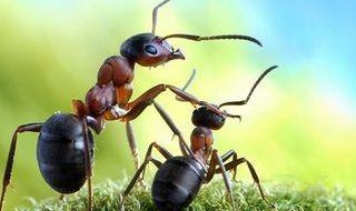 蚂蚁怎么养 蚂蚁怎么养视频