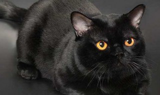 适合黑色猫咪名字洋气好听 适合黑色猫咪名字洋气好听女